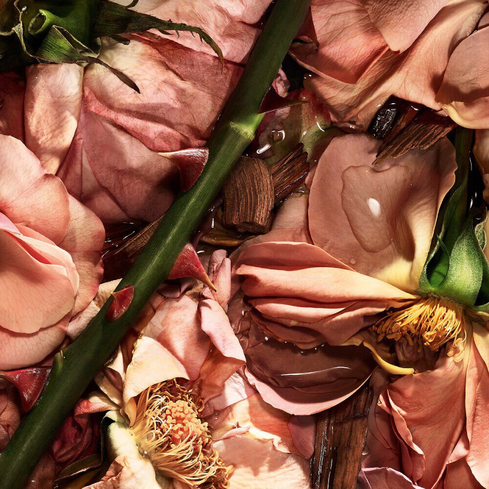 YSL LVDP Blouse Extrait de Parfum ingredient: a delicate pink rose with glistening water droplets and a thorny stem.