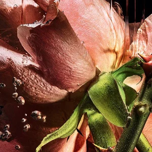 YSL LVDP Blouse Eextrait de Parfums ingredient: luxurious pink rose petals and thorny stems gracefully macerating in water.