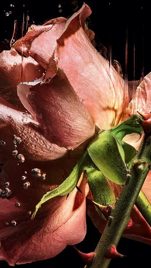 YSL LVDP Blouse Eextrait de Parfums ingredient: luxurious pink rose petals and thorny stems gracefully macerating in water.
