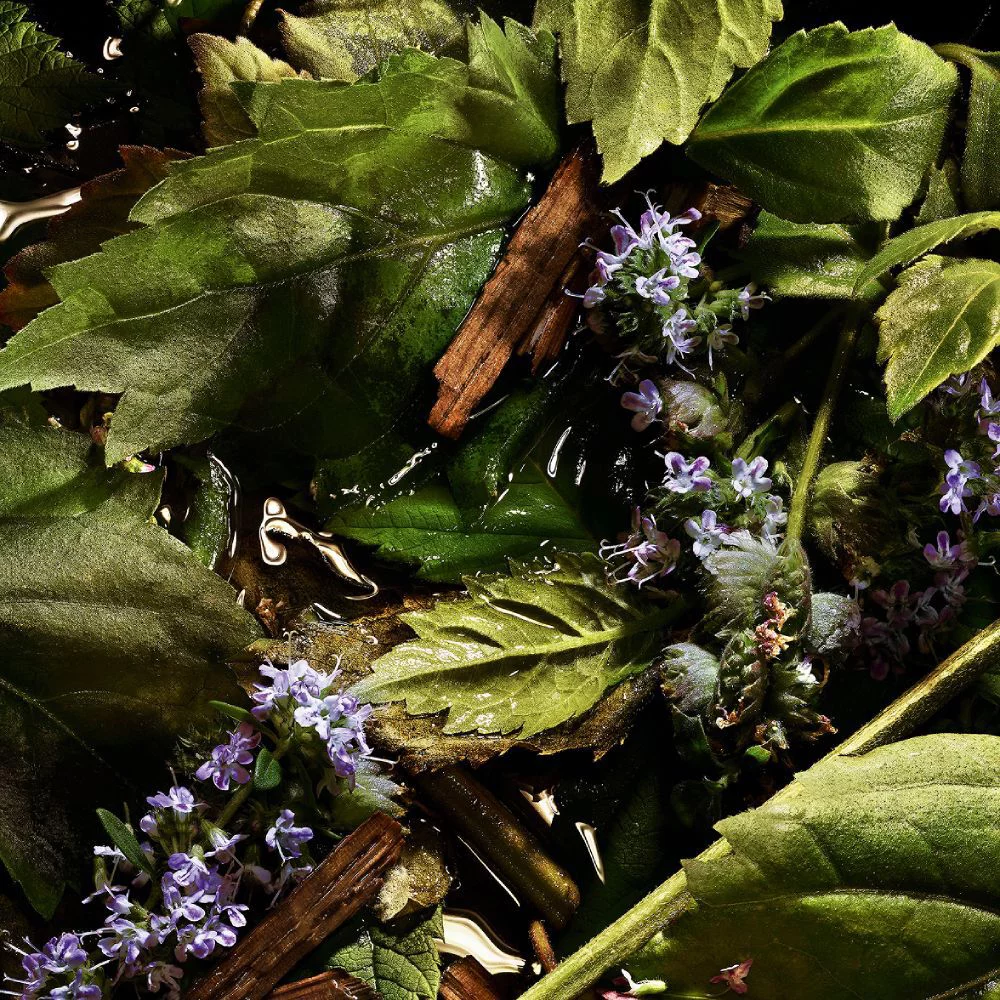 YSL LVDP Tuxedo Extrait de Parfum ingredient: lush green patchouli leaves and purple flowers macerating in water.