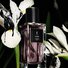 MUSE EAU DE PARFUM