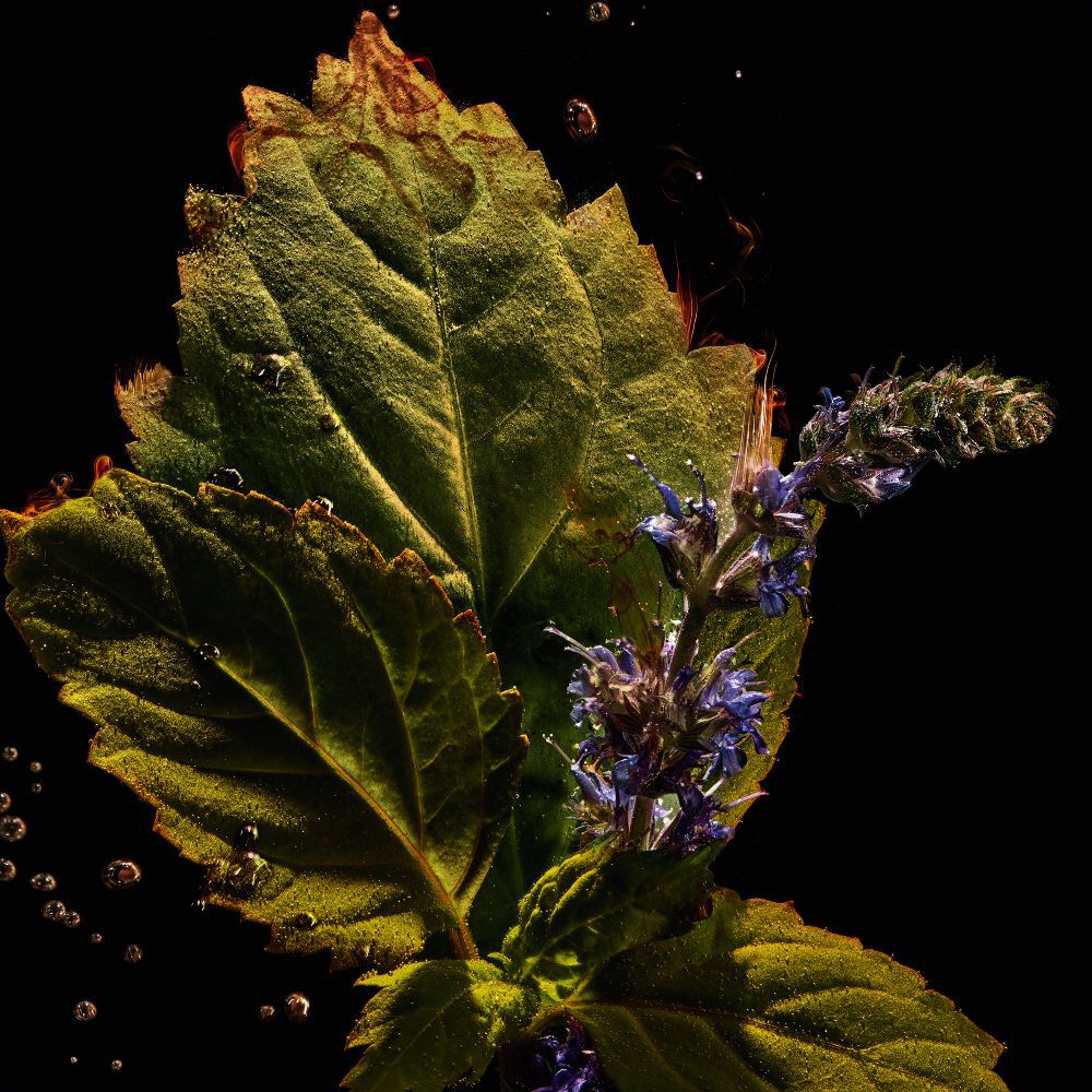Close-up of vibrant green patchouli leaves and delicate purple flowers, with water bubbles, symbolizing YSL Tuxedo's essence.