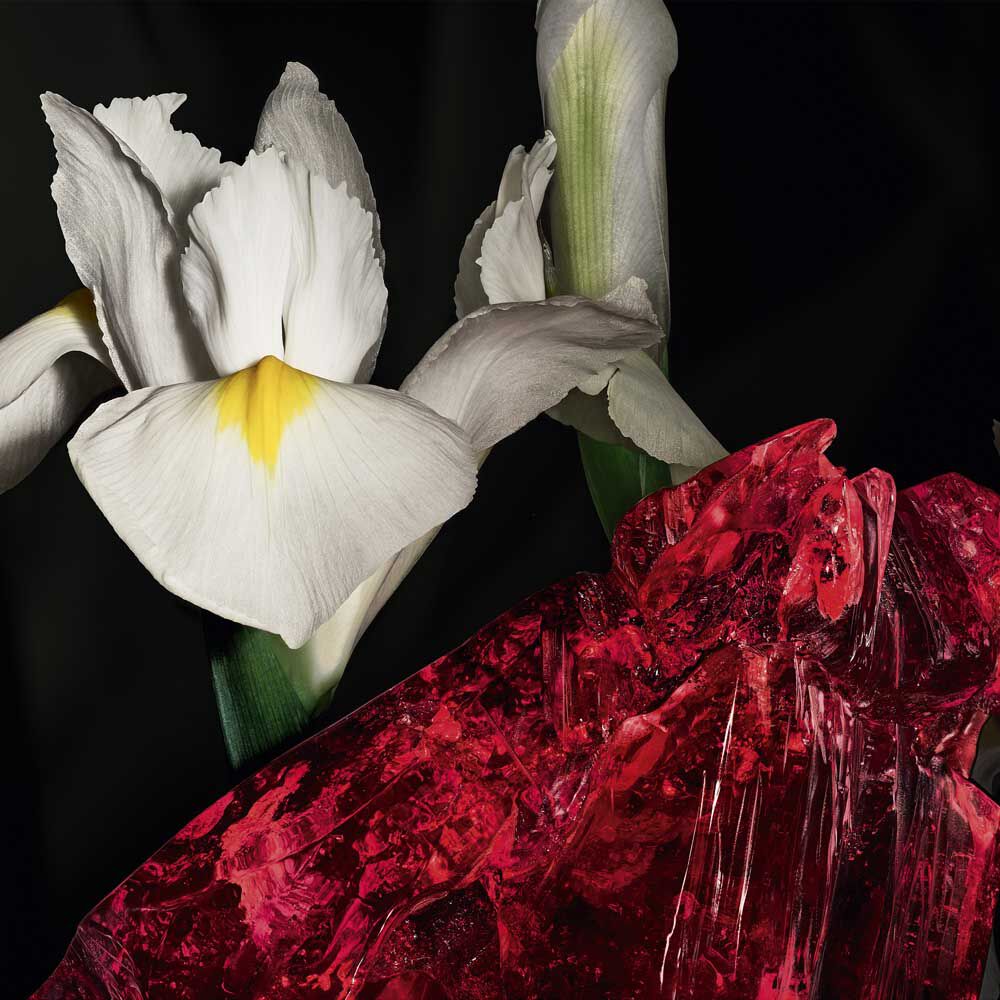 Noble Iris pallida flowers and red amber crystal, representing the incisive duality of COEUR Eau de Parfum by YSL.