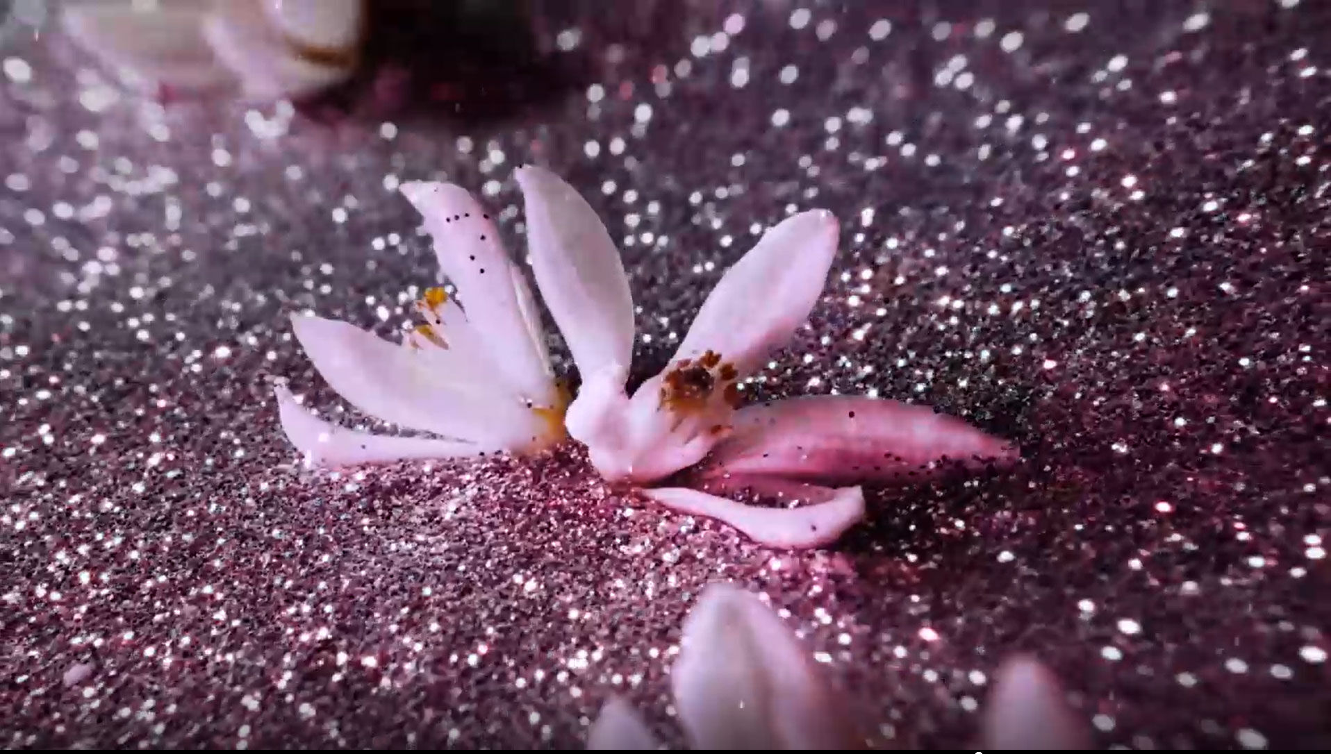 Black Opium Eau de Parfum Glitter: Marshmallow Musk & Glamour