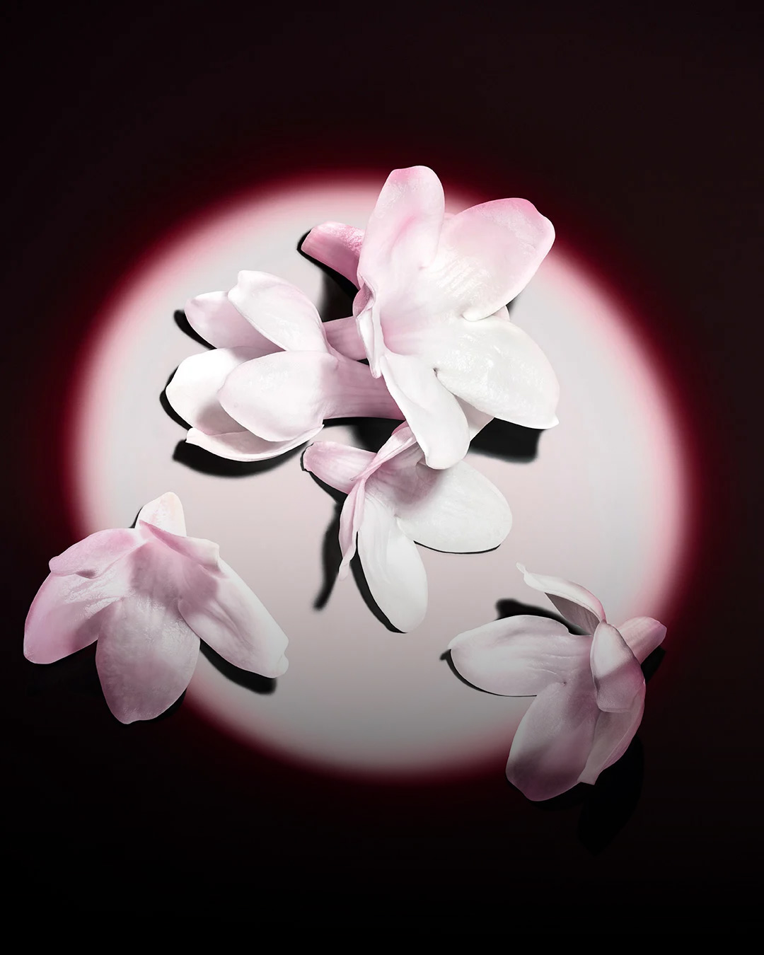 White jasmine flowers highlighted against a dark background, showcasing the raw ingredients of the fragrance.