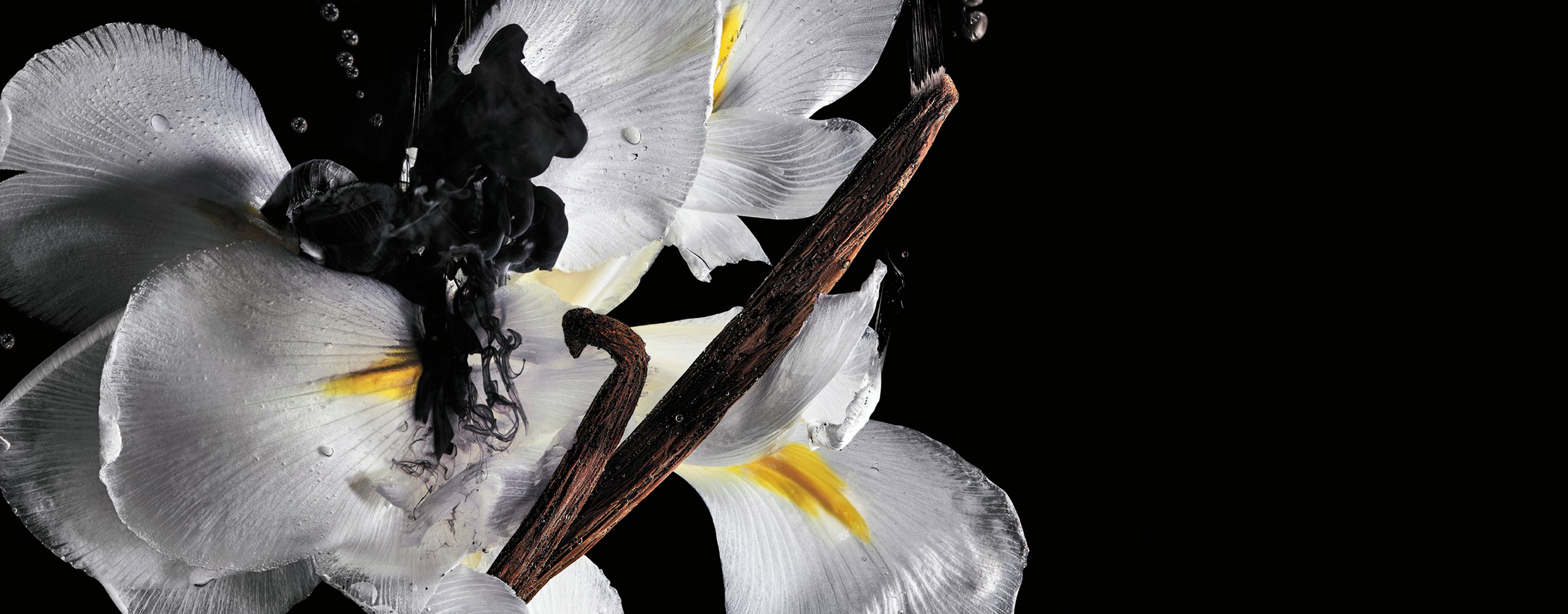 White flowers with black ink in water and vanilla pods illustrating fragrance ingredients.
