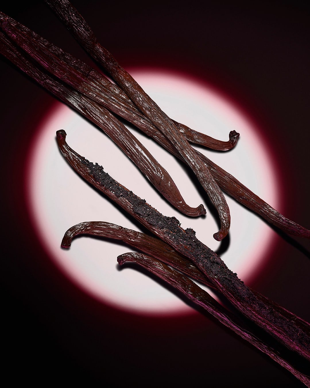 Close-up of dark vanilla pods highlighted by a pink circular spotlight on a dark background.