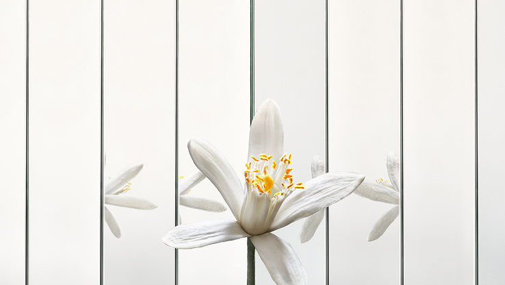 YSL MYSLF Eau de Parfum ingredient: neroli, featuring a delicate white 
neroli flower with vibrant yellow stamens.