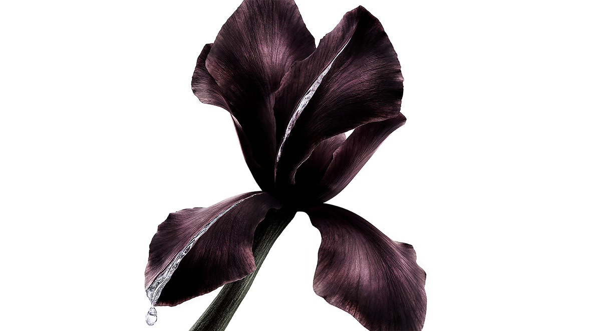 Dark purple iris flower, key ingredient in YSL Beauté Pure Shots, with a glistening drop of liquid.