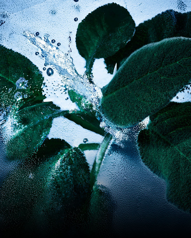 Fresh sage leaves with water and ice, representing the aromatic and cool notes of YSL Y Eau de Toilette Intense Iced Cologne.