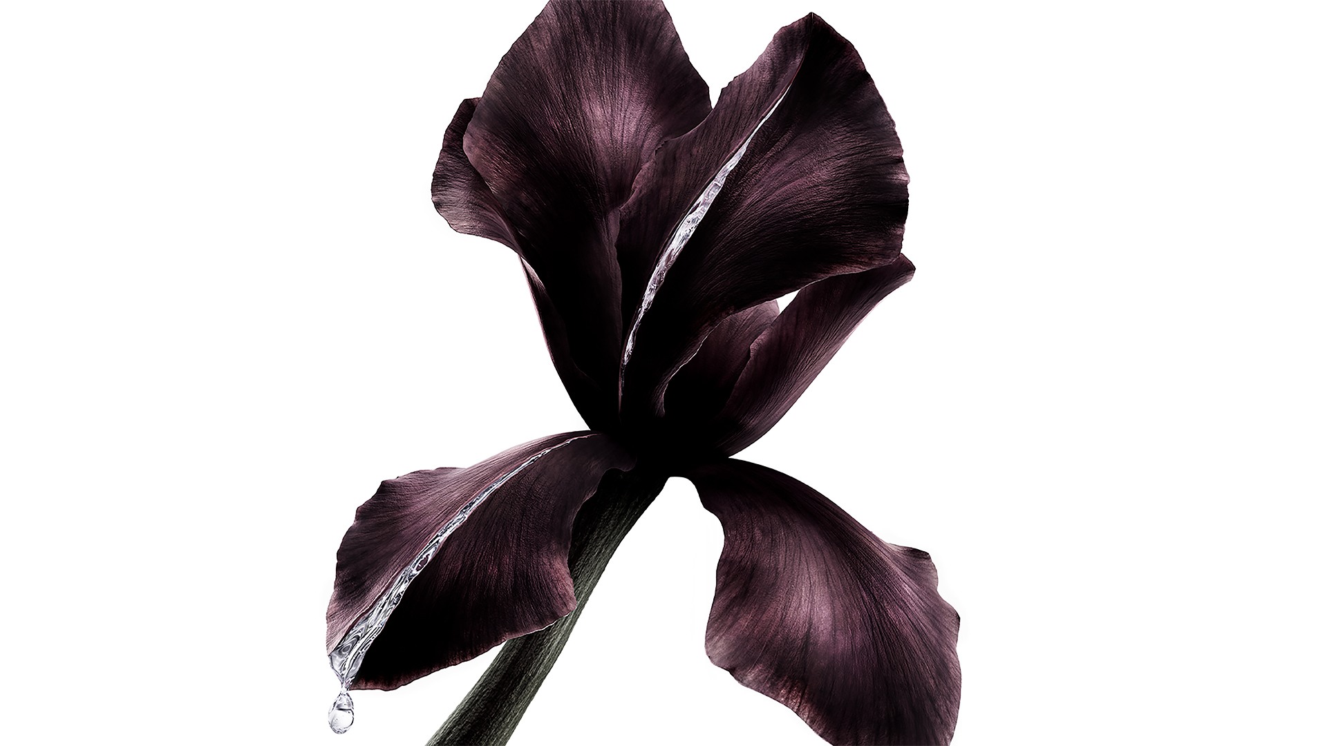 Dark purple iris flower, key ingredient in YSL Beauté Pure Shots, with a glistening drop of liquid.