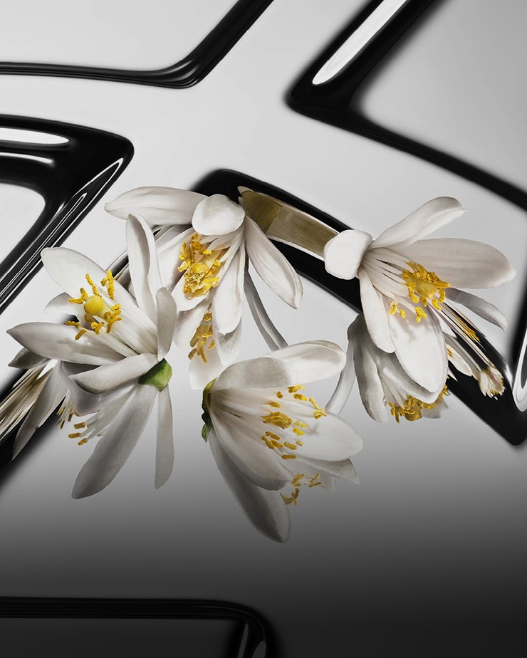 Close-up details of white orange blossom flowers against a metal background.