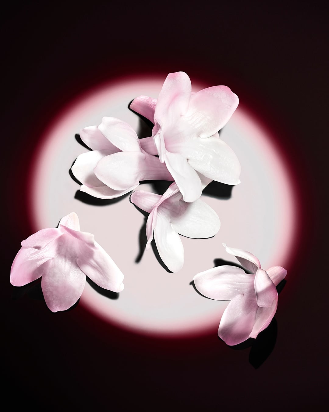 White jasmine flowers highlighted against a dark background, showcasing the raw ingredients of the fragrance.