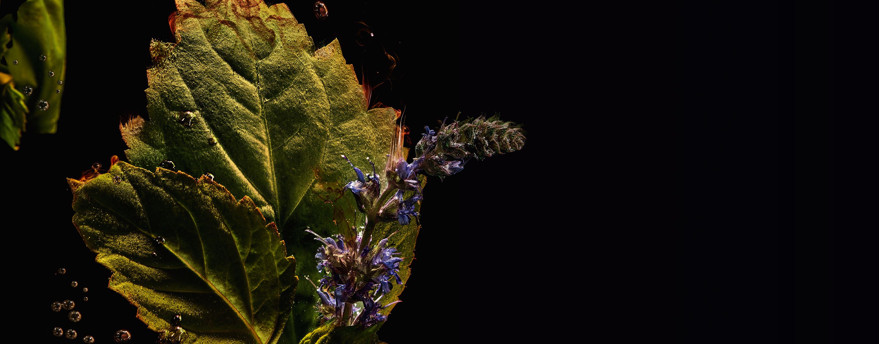 Close-up of vibrant green patchouli leaves and delicate purple flowers, with water bubbles, symbolizing YSL Tuxedo's essence.